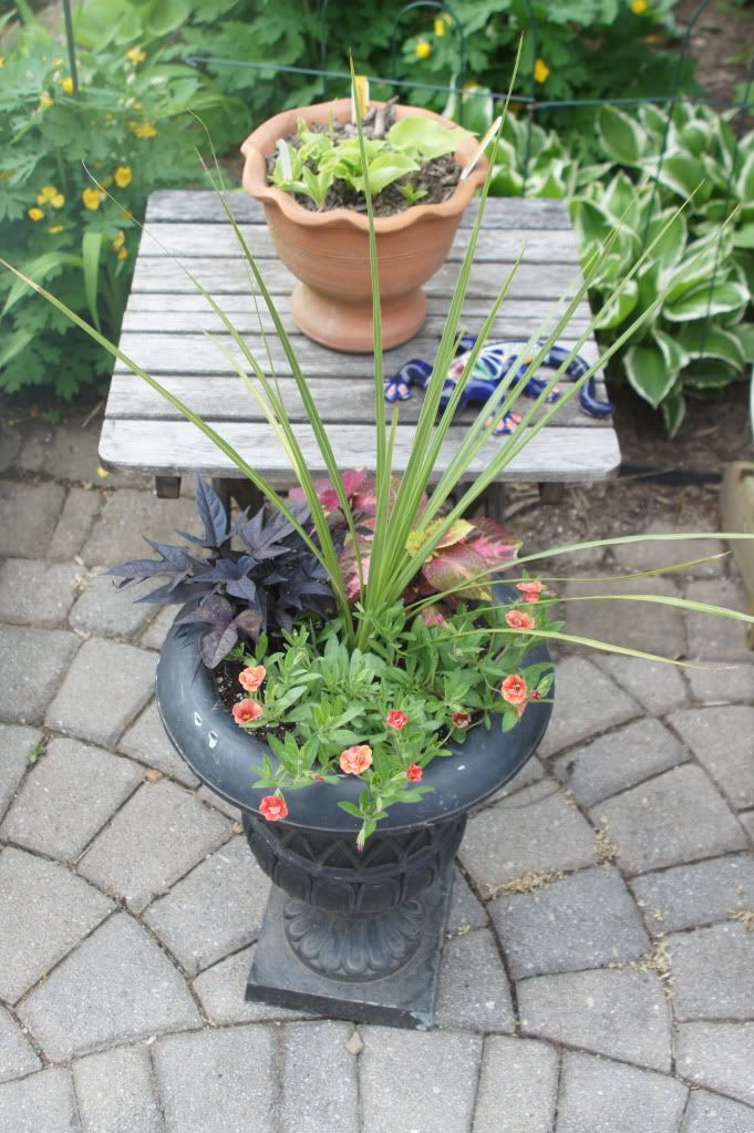 black urn planter, dracena, coleus, coral double minipetunias, Black sweet potato vine